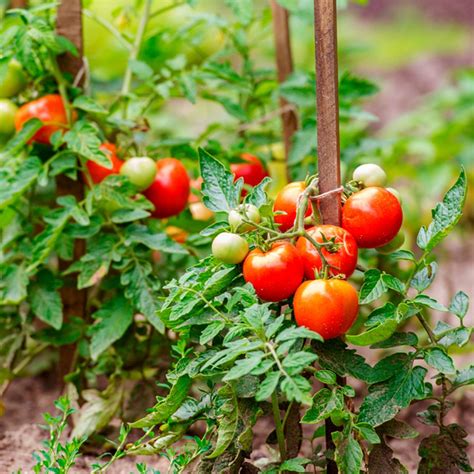 The Tomato Plateau Spell and Sustainable Agriculture: A Promising Combination